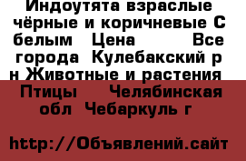 Индоутята взраслые чёрные и коричневые С белым › Цена ­ 450 - Все города, Кулебакский р-н Животные и растения » Птицы   . Челябинская обл.,Чебаркуль г.
